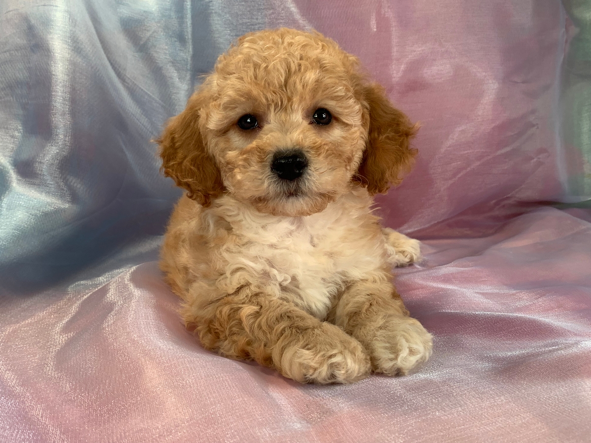 F1b Bichon Poodle Puppy for Sale $1200